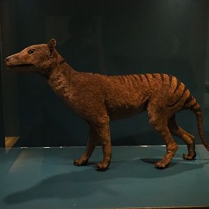 Specimen Thylacine (Thylacinus cynocephalus), 2019-12-03