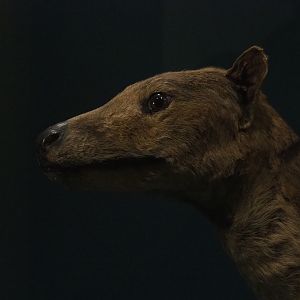 Specimen Thylacine (Thylacinus cynocephalus), 2019-12-03