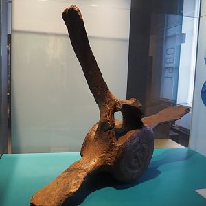 Propellor-sized fossil vertebra of Balaena primigenia, 2019-12-03