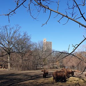 Bison herd