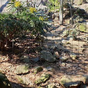 Snow leopard exhibit