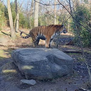 Amur tiger, Tiger Mountain