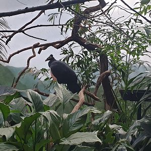 Maleo, World of Birds
