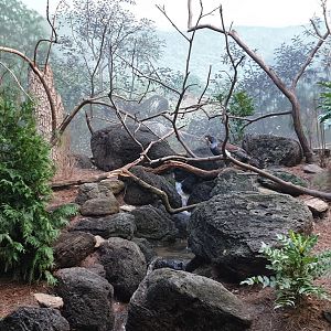 Western capercaillie, World of Birds