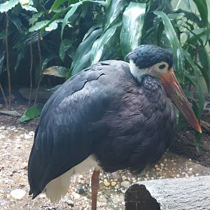 Storm's stork, Aquatic bird house