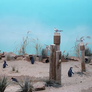 Bufflehead, Little penguin, Forster's tern, Aquatic bird house