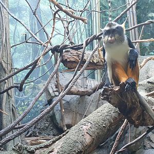 Wolf's guenon, CGF