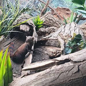 Ring-tailed vontsira, Madagascar