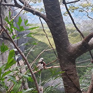 Coquerel's sifaka, Madagascar