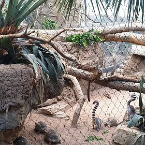 Ring-tailed lemur, Collared lemur, Radiated tortoise, Spiny forest, Madagascar