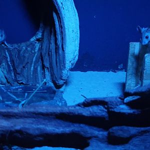 Cactus mouse, Mouse house