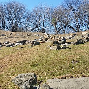 Nubian Ibex, Gelada, Baboon reserve