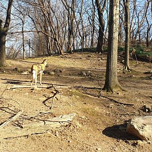 African wild dog, African plains