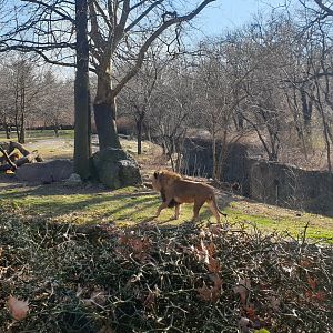 African lion, African plains