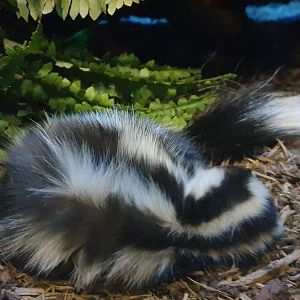 Western spotted skuns, Mouse house