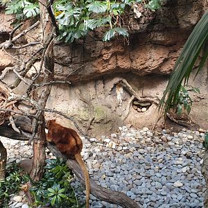 Matschie's tree-kangaroo, Jungle world