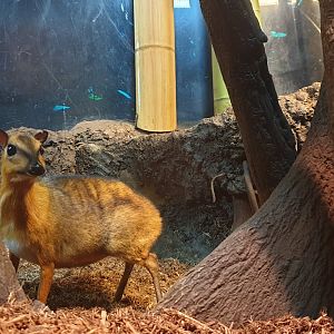 Greater Malay chevrotain aka Napu, Jungle world