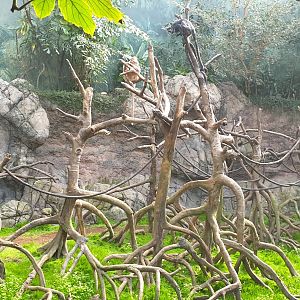 Javan Lutong, Jungle world