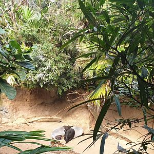 Malayan tapir, Jungle world