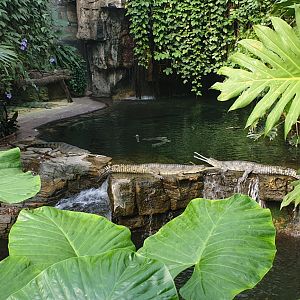 Gharial, Jungle world