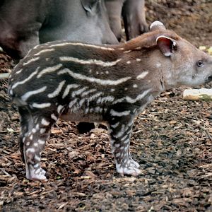 Baby Lowland Tapir outside this morning 22 02 2020