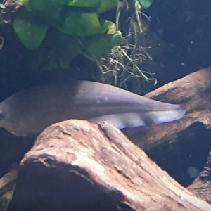 African Knifefish-species