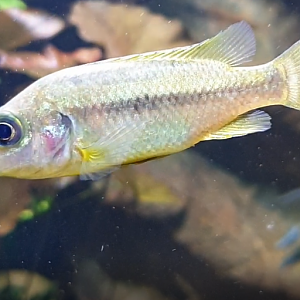 Chromidotilapia guntheri