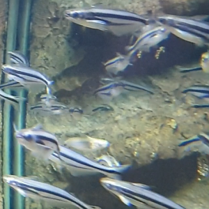 Pareutropiellus debauwi