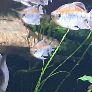 Phenacogrammus interuptus