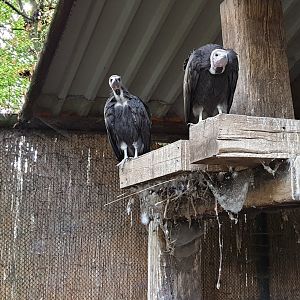 Hooded vultures