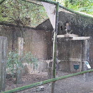 Aviary Hooded vulture