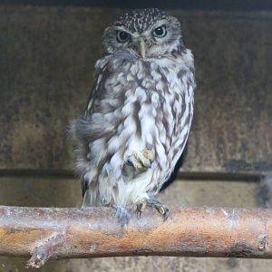 Little owl