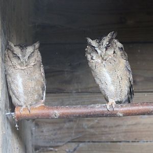 Indian scops-owls