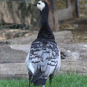 Barnacle goose