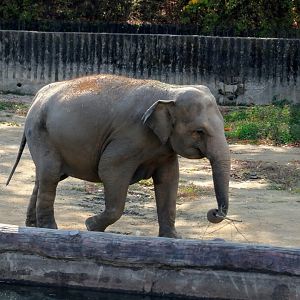 Asian elephant (Sugula)