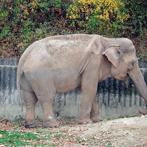 Asian elephant (Sakura)