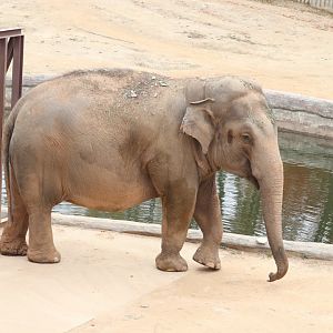Asian elephant (Kima)