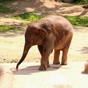 Asian elephant (Hope, Hee-mang-e)