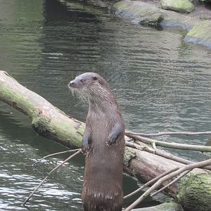 Eurasian Otter