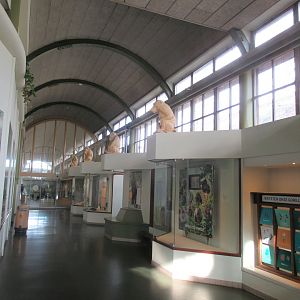 Inside the gorilla house