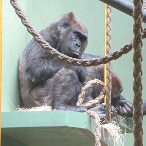 Gorilla indoor accommodation