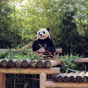 Giant Panda