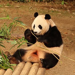 Giant Panda