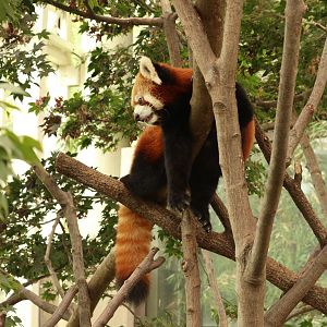 Red Panda