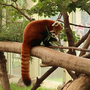 Red Panda