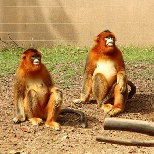 Golden Snub-nosed Monkey