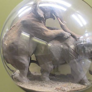 Elephant behaviour model