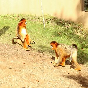 Golden Snub-nosed Monkey