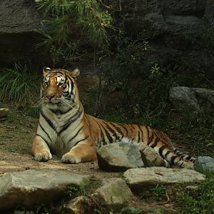 Siberian Tiger