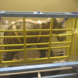 Elephant crush model